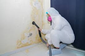 Best Mold Damage Restoration  in Batavia, NY